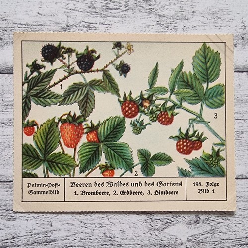 Brombeere erdbeere himbeere - erdbeere,