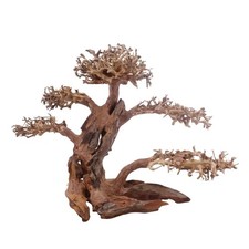 XL Bonsai Baum Nr.3312 Wurzel