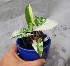 Syngonium Albo, Rare