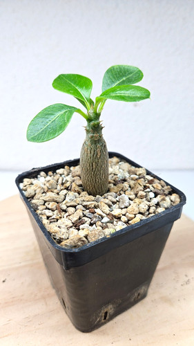 Pachypodium