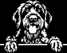 DEUTSCH DRAHTHAAR Aufkleber - Autoaufkleber - sticker - Drahthaar Kopf #96