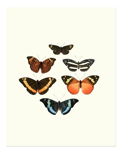 Vintage schmetterlingssammlung - vintage,