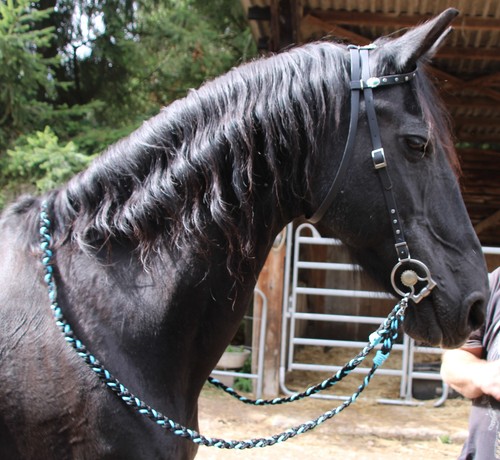 Tolle einohrtrense mit strass - tolle,