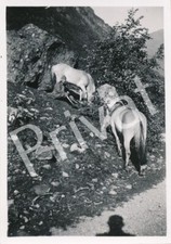 Foto WK II Wehrmacht Soldat