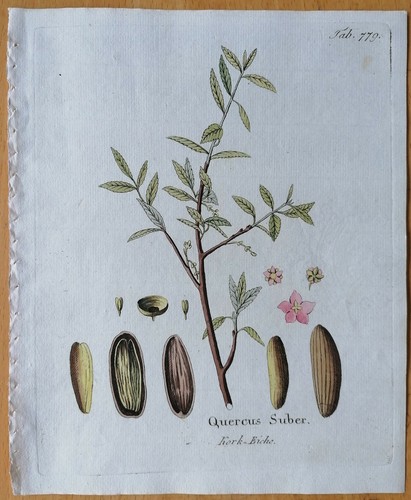Vietz icones plantarum - vietz,