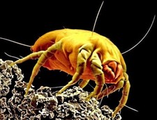 Potema Matrazen-Clean-Spray 150 ml