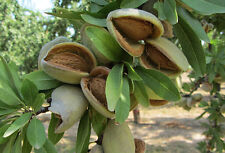 Mandelbaum 'Ferragnes' - Süßmandel - Winterharte Pflanze 150-170cm