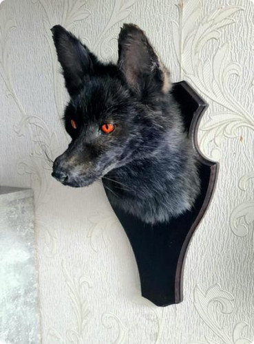 Red fox taxidermy - red,