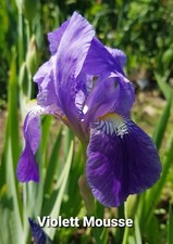 Schwertlilie, Iris