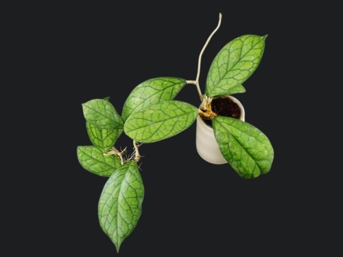 Hoya irina epc 964 - hoya,