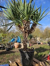🌴Yucca Gloriosa 2m /100cm