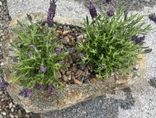 Findlingsschale Blumentopf