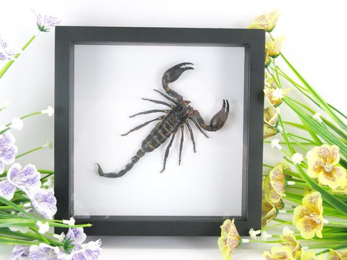 Riesiger echter skorpion - riesiger,