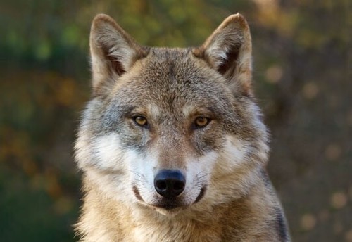 Postkarte wolfskopf tier - 3d,