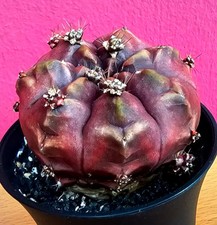  Sehr schöner Gymnocalycium