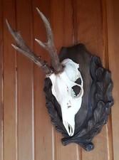 Rehgehörn 6-Ender Bock XXL