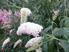 Schmetterligsstrauch