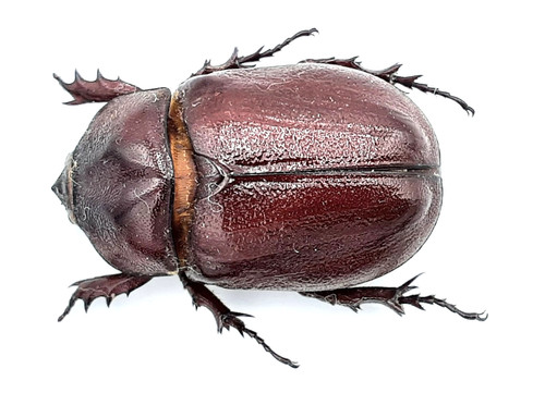 Dynastinae blabephorus - dynastinae,,