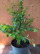 Bonsai Wildbirne Outdoor Rohling