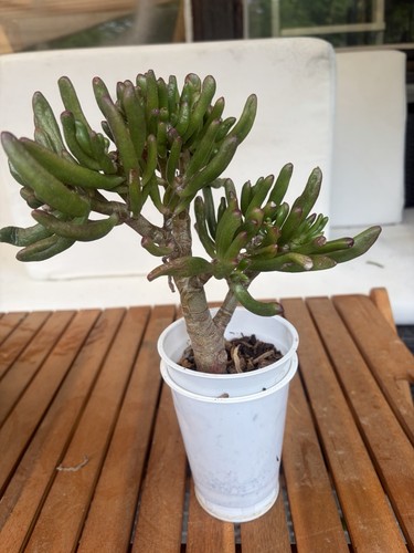 Geldbaum pfenningbaum crassula - geldbaum,