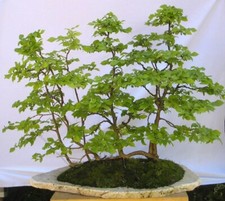 5x Rotbuche, Pre Bonsai, Wald