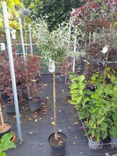 Pyrus salicifolia Pendula