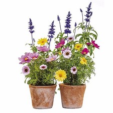 Fensterbild selbsthaftend