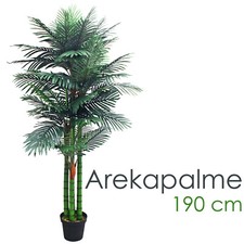 Palme Palmenbaum Arekapalme