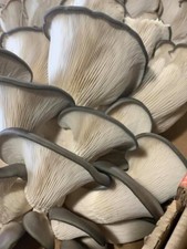 Austernseitling Pilzzuchtset – Pleurotus ostreatus Pilze selber züchten Growkit