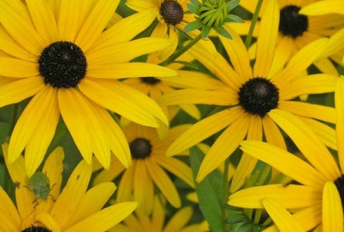 100 samen rudbeckia - samen, sonnenhut