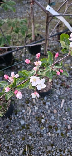 Malus hybrida wintergold - x, /