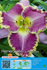 @ (◕‿◕)\@ Hemerocallis