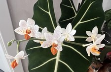 Phalaenopsis Mini Mark (warm