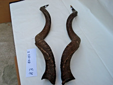 Kudu Hörner Antilope