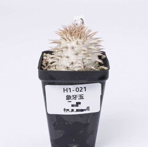 Pot 5cm random - 6.5cm,