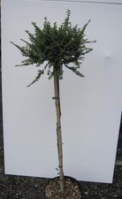 Hochstamm Chinesische Ulme Seiju - Ulmus parvifolia - Stamm 80cm + Krone