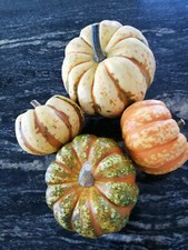 15 Samen von Gorgonzola