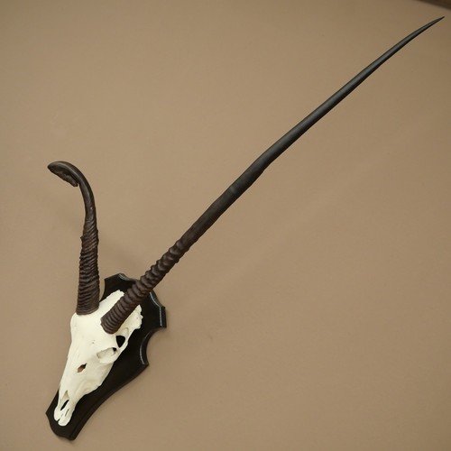 Oryx abnorme - oryx, gazella)