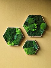 Moosbild Hexagon, in 3