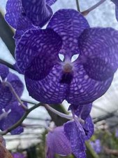 Vanda coerulea blue