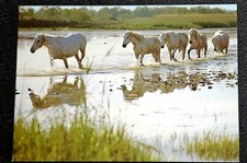 Pferdepostkarte, AK Pferde