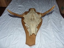 Jagdtrophäe Schädel/Geweih