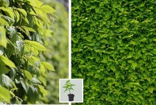 20st. Hainbuchen 20-30cm Heckenpflanzen Hainbuche Carpinus betulus Wurzelware