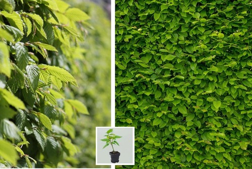 20st hainbuchen 30cm - 20st.,