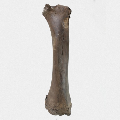 Radius elch alces - radius,