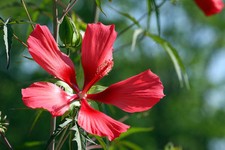 SAMEN  SCHARLACH-HIBISKUS Exot