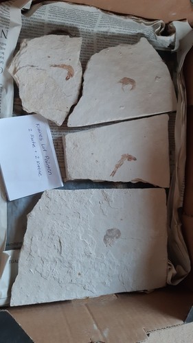 Krebse und fische aus dem - und,
