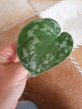 3 Ableger Monstera Minima gefleckte Efeutute Trebie, Efeutute Marble Queen