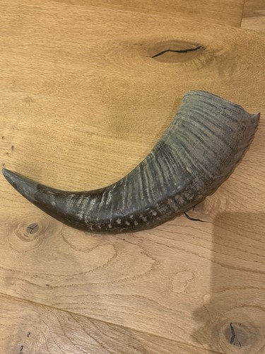 Horn wasserbüffel rinderhorn - wasserbüffel,