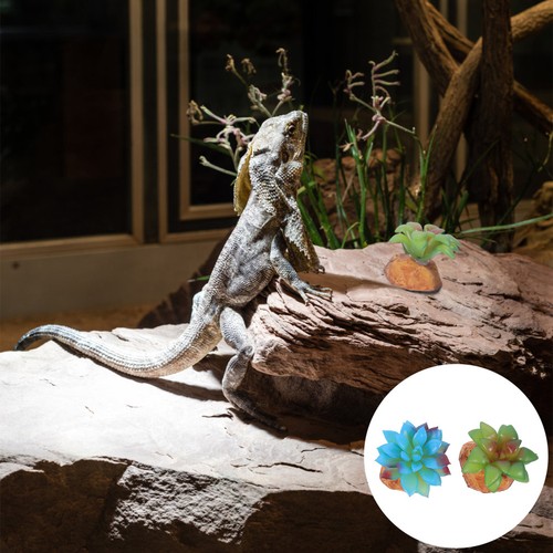 Pcs terrarium dekoration - terrarium,